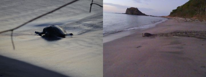 11 - Playa Grande 10.1