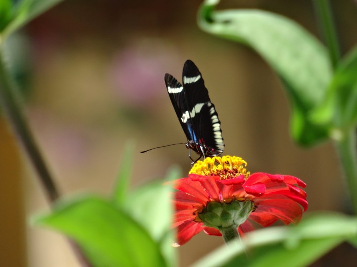 19 - Punta Uvita - 15