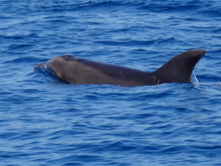 19 - Punta Uvita - 6