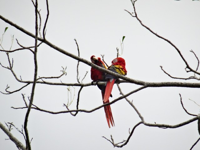 costa rica Bahia Drake