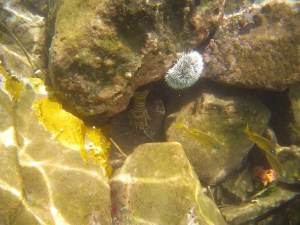 Iles grenadines bequia