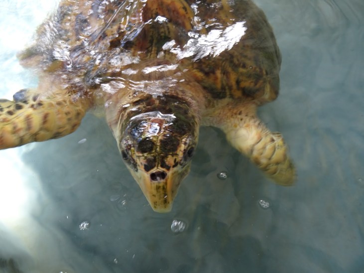 Iles grenadines bequia