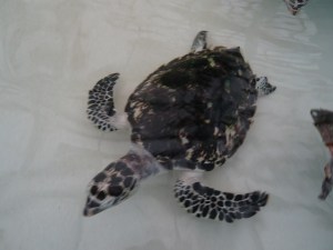 Iles grenadines bequia