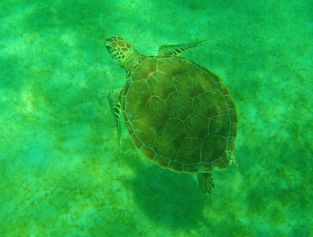 Iles grenadines Moustique
