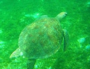 Iles grenadines Moustique