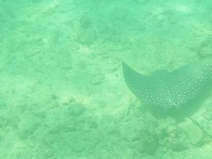 Sri Lanka By Gael Besseau