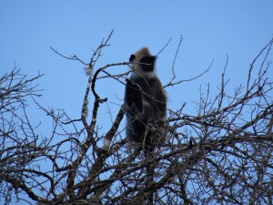 Sri Lanka By Gael Besseau