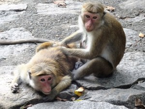 Sri Lanka By Gael Besseau