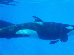 Floride SEAWORLD By Gael Besseau