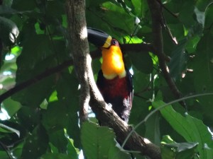 Jardim Botanico by Gaël Besseau