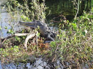 Floride les everglades By Gael Besseau