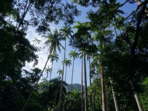 Jardim Botanico by Gaël Besseau