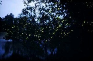 Malaisie Cherating by Gael Besseau