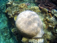 Malaisie Tioman Island by Gael Besseau